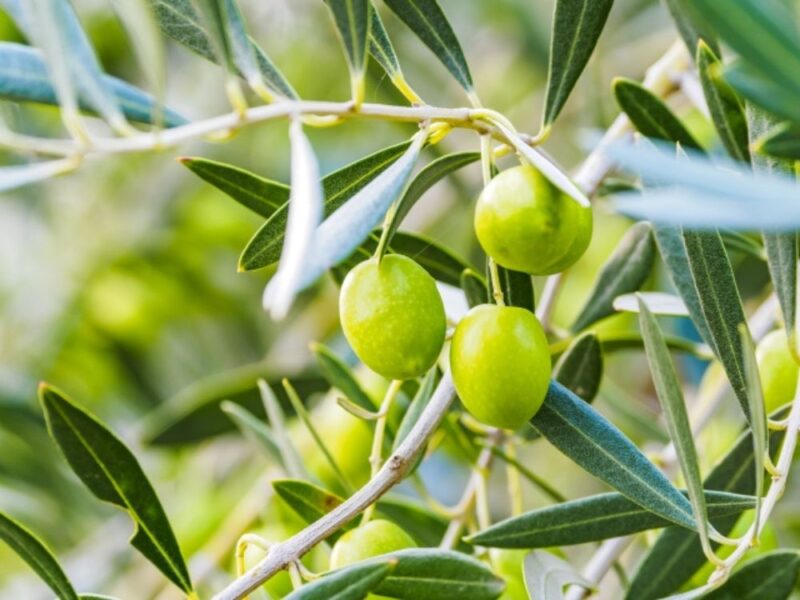 グラブオイルの成分（植物性油脂）