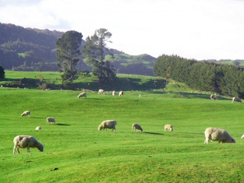 グラブオイルの成分（動物性油脂）